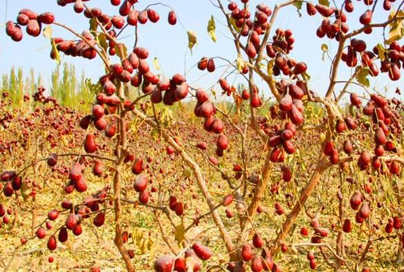 新疆红枣树图片