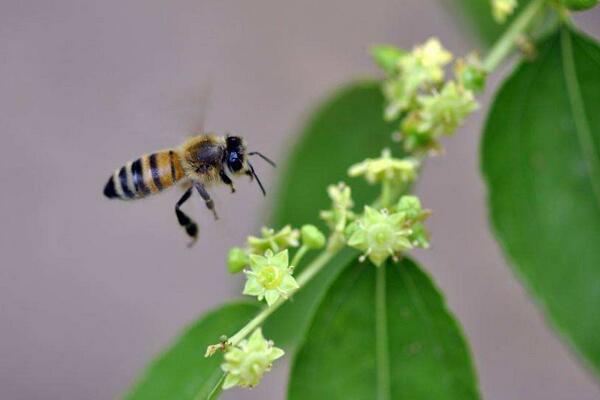 蜜蜂采集枣花蜜