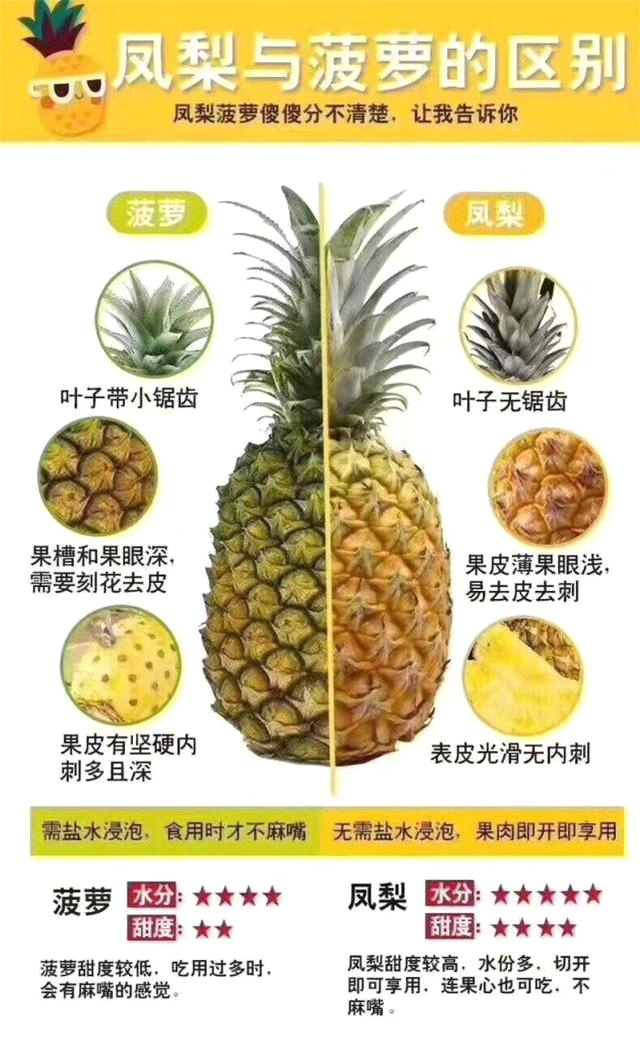 一张图分辨菠萝和凤梨的区别