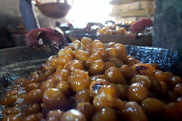 安徽蜜枣的传统制作-养浆