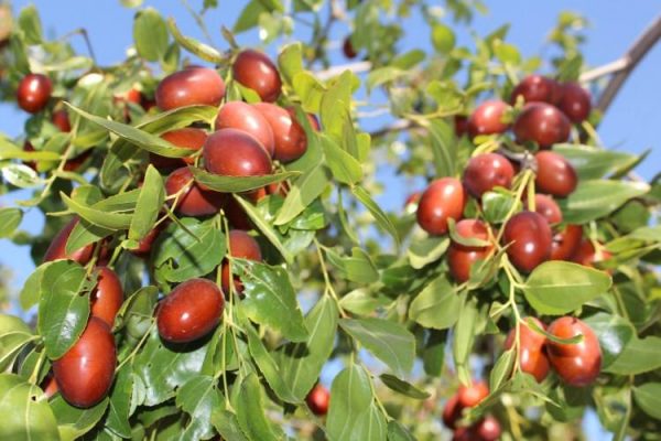 小红枣幼树的种植方法