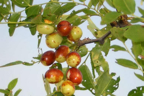 小红枣幼树种植管理技术