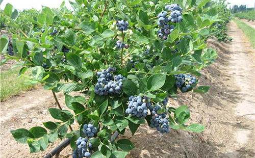 蓝莓移植后补肥
